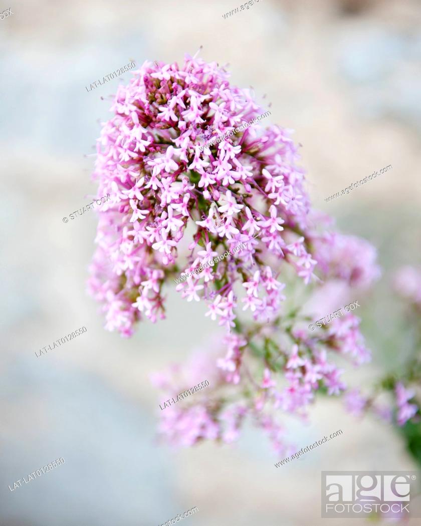 Stock Photo: The hills of Northern Tuscany are home to many species of wild flower.