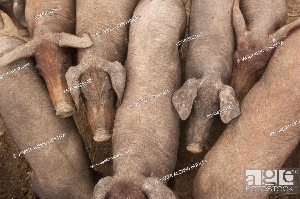 Stock Photo: Pigs of the Iberian breed, Spain, Pata negra, Jabugo.