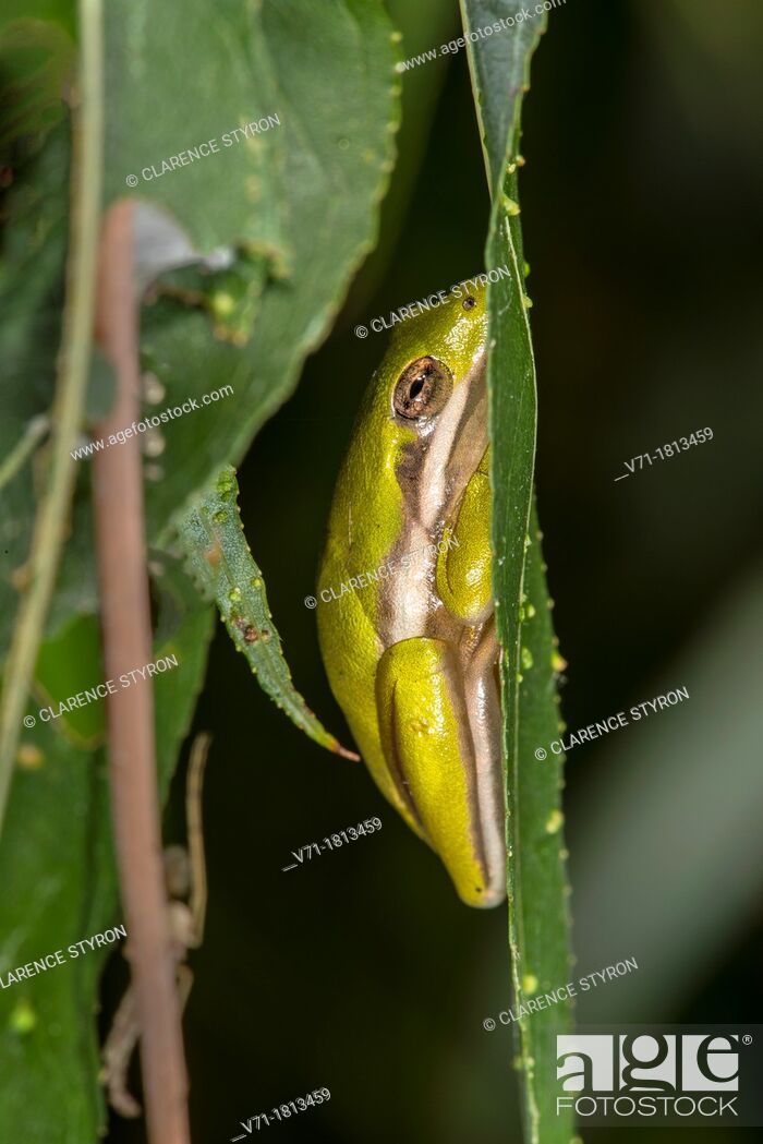 Stock Photo: Green Tree Frog, Hyla cinerea, on Willow Leaf Salix nigra at Corolla, NC USA Outer Banks.