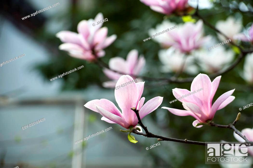Stock Photo: Magnolia denudata flower in a garden at spring.