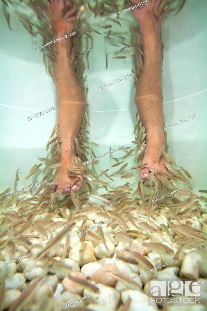 Photo de stock: Fish spa feet pedicure skin care treatment with the fish rufa garra, also called doctor fish, nibble fish and kangal fish.
