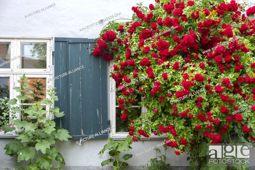 Stock Photo: 23 June 2021, Mecklenburg-Western Pomerania, Stralsund: Roses bloom in front of a residential building at the Johanniskloster.