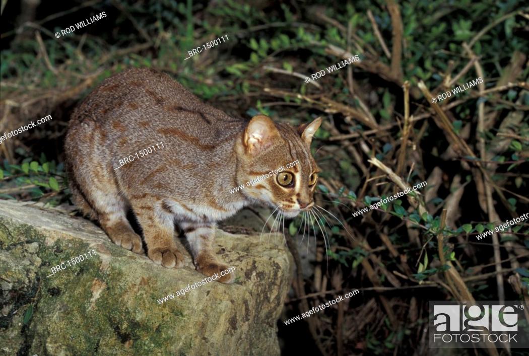 Rusty Spotted Cat For Sale Usa