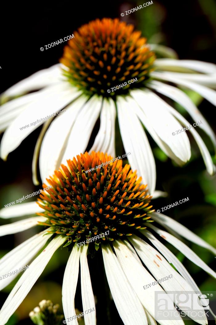 Stock Photo: White coneflowers, or echinacea magnus superior, in full bloom in the sun with blurry background. High quality photo.