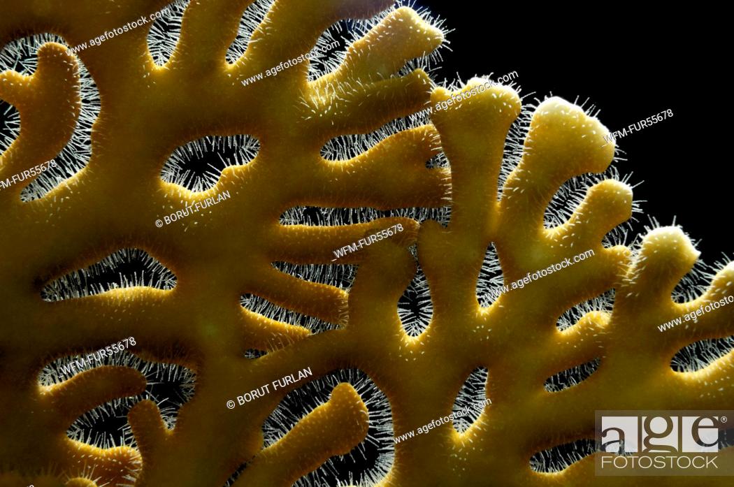 Polyps of Fire Coral, Millepora dichotoma, Marsa Alam, Red Sea, Egypt,  Stock Photo, Picture And Rights Managed Image. Pic. WFM-FUR55678 |  agefotostock