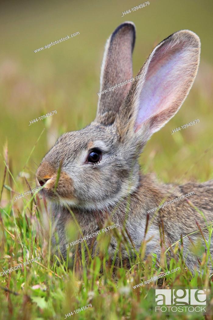 Stock Photo: Andalusia, rabbit, bunny, rodent, rodent, ears, Oryctolagus cuniculus, portrait, province Jaén, Santa Elena, Sierra Morena, Spain, Europe, mammal, animal.