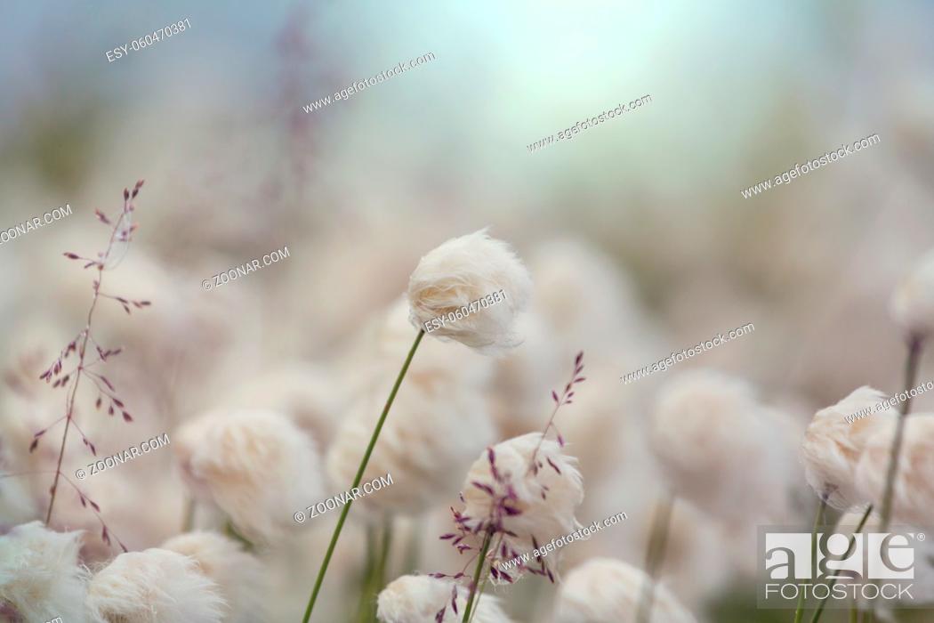 Photo de stock: Arctic cotton flowers in summer season.