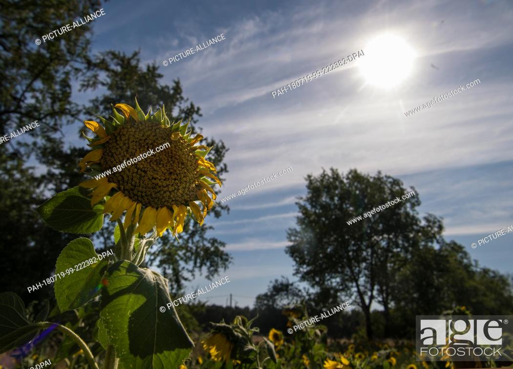 Stock Photo: 18 July 2018, Germany, Wildenhain: A dry sunflower in a field of the Agrarprodukte eG cattle raisers' group. Pasturing animals can be seen in the background.