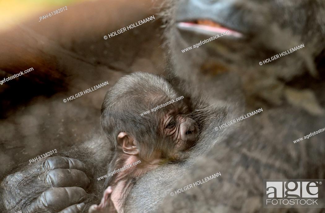 Stock Photo: A yet to be named baby gorilla is fed by its mother Zazie at the adventure zoo in Hanover, Germany, 07 September 2015. The male baby gorilla was born on 04.