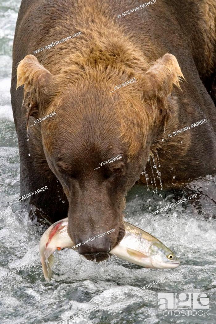 Stock Photo: Brown Bear with a fresh catch in Katmai National Park, Alaska, USA.