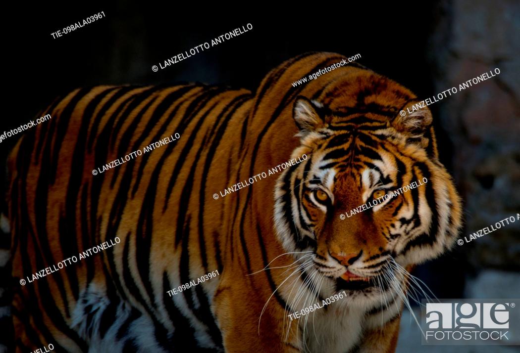 Stock Photo: Europe, Italy, Rome, The Bioparco, Sumatran tiger, Panthera tigris sondaica.