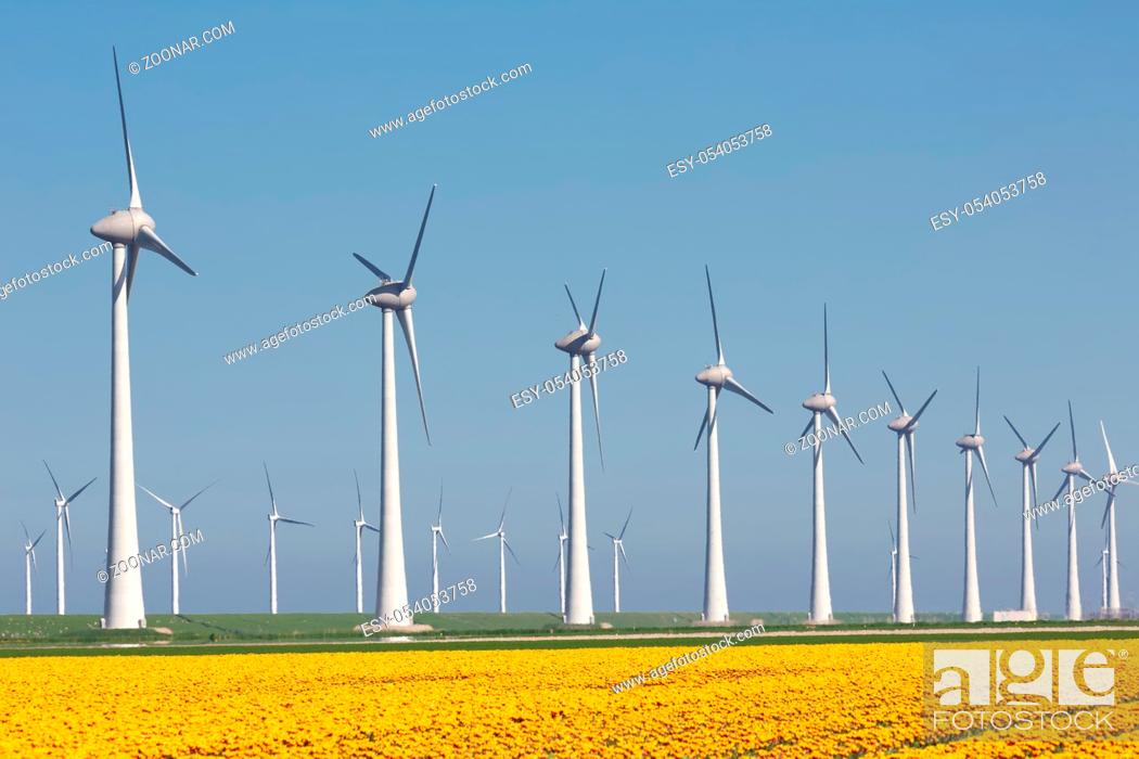 Stock Photo: Dutch farmland with yellow tulip field and big wind turbines.
