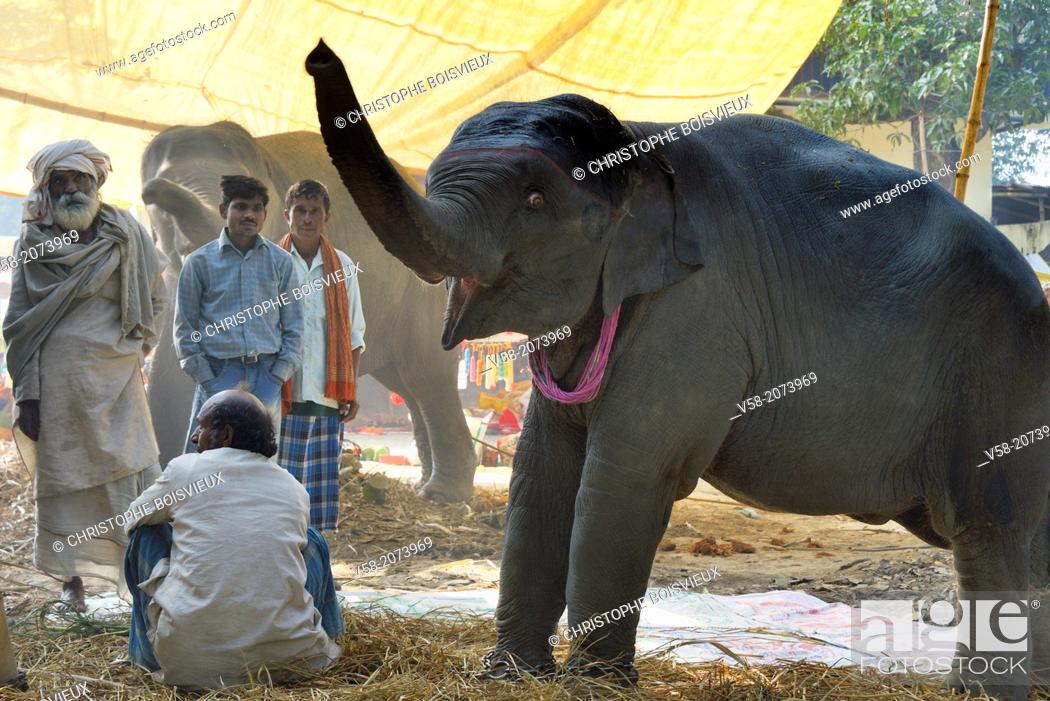 India, Bihar, Patna region, Sonepur livestock fair, Baby elephant, Stock  Photo, Picture And Rights Managed Image. Pic. V58-2073969 | agefotostock