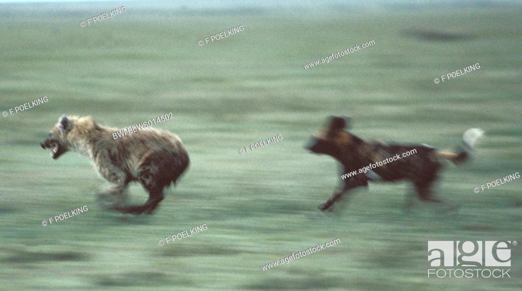 Stock Photo: wild dog prosecuting spotted hyena Lycaon pictus, spotted hyena, two running individuals, Kenya, Masai Mara Wildlife Reservation.