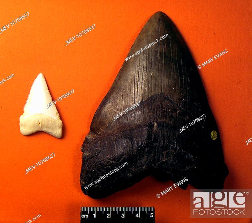 Stock Photo: Tooth of an extinct shark (Carcharodon megalodon) on the right, compared with a tooth from a modern Great White shark, (Carcharodon carcharias) on the left.