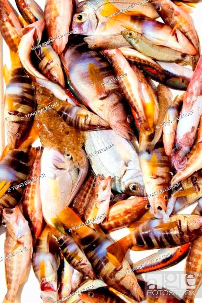 Stock Photo: catch of fish in Mediterranean bream squid.