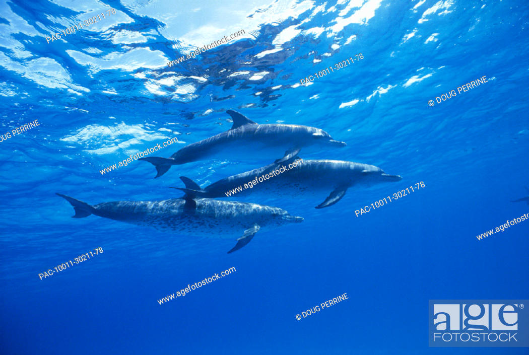 Stock Photo: Bahamas, three Atlantic spotted dolphins close to surface Stenella frontalis Caribbean.