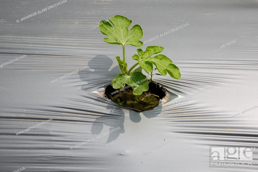 Stock Photo: Mini plant, watermelons seed germinate mini plant with soil wrapped plastic.