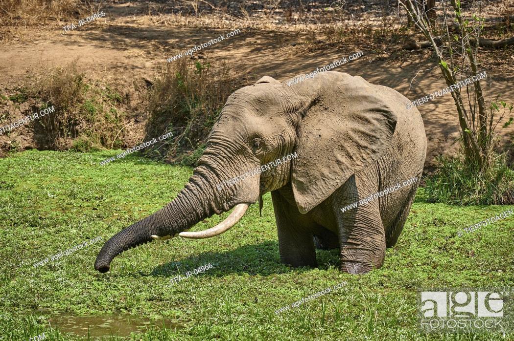 Stock Photo: African elephant.