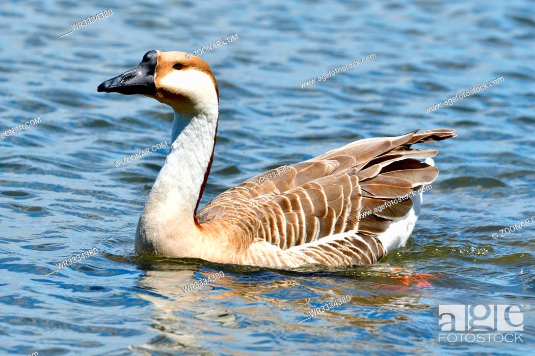 Imagen: Swan Goose swim in a lake. Schwanengans am ammersse in Bayern.