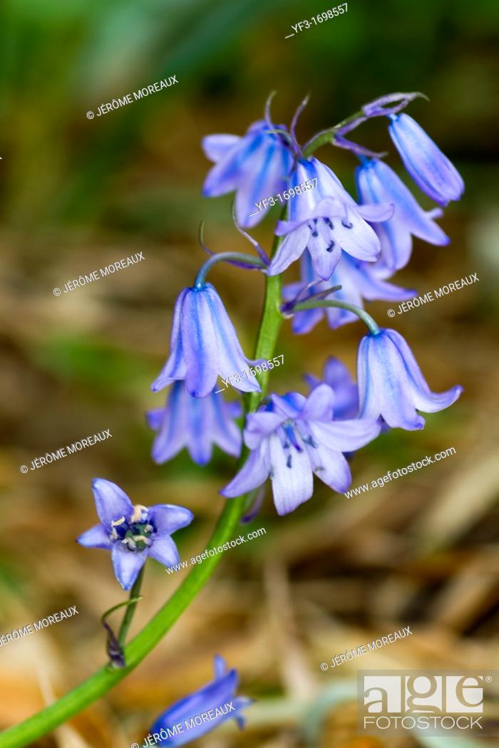 Stock Photo: Hyacinthus orientalis, Hyacinth.