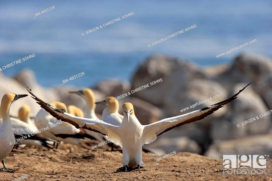 Stock Photo: Cape Gannet (Morus capensis), adult lands in bird colony, Lamberts Bay, Western Cape, South Africa.