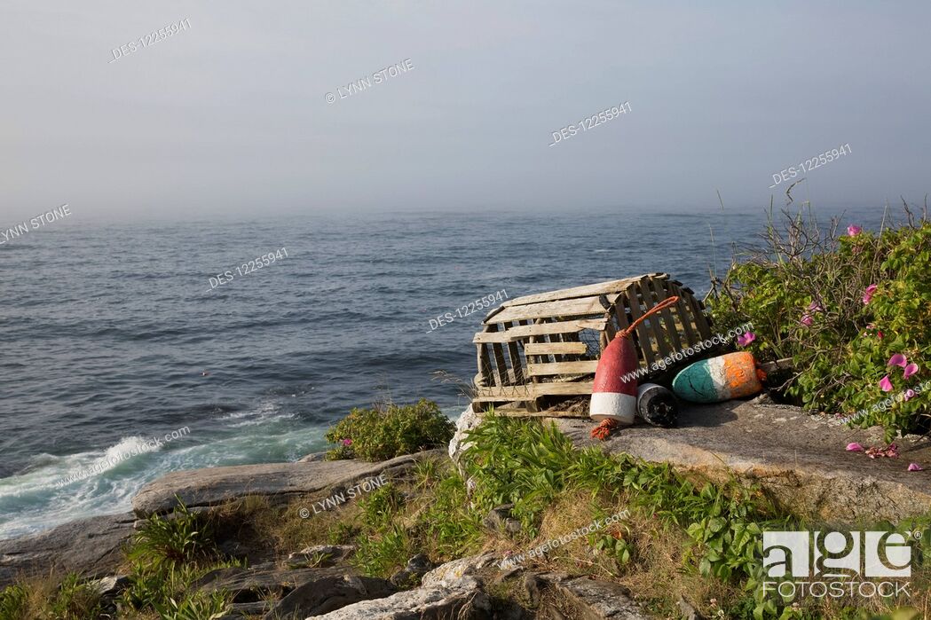 Stock Photo: Old wooden lobster trap and buoys by wild roses, on bluff overlooking Atlantic Ocean, Pemaquid Peninsula; Maine, United States of America.