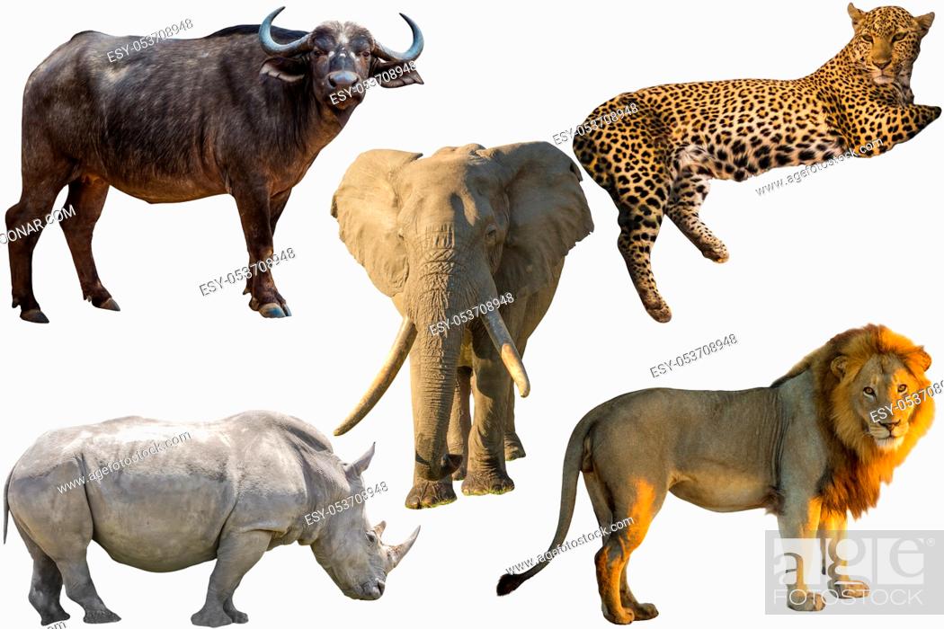 African Big Five animals, Buffalo, Elephant, Leopard, White Rhino and Lion  isolated on pure white..., Stock Photo, Picture And Low Budget Royalty Free  Image. Pic. ESY-053708948 | agefotostock