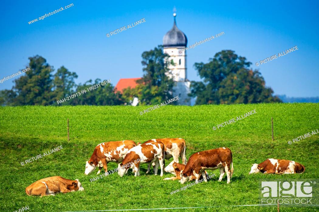 Stock Photo: 13 September 2021, Bavaria, Holzhausen: Cows graze in a green meadow against the backdrop of the steeple of St. John the Baptist Church.
