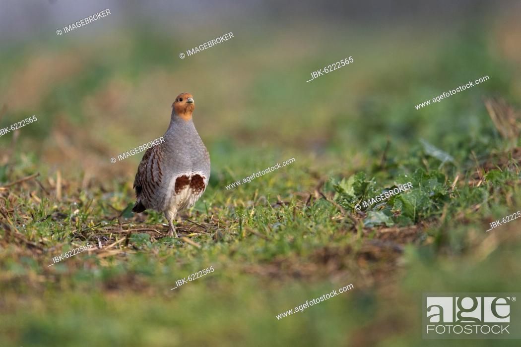 Stock Photo: Gray partridge (Perdix perdix) in a rape field, Rhineland-Palatinate, Germany, Europe.