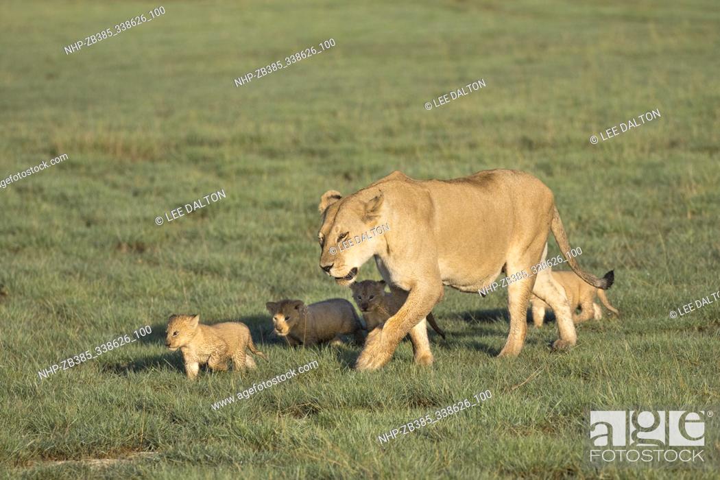 Stock Photo: African Lion (Panthera leo) mother and young, Ndutu, Ngorongoro Conservation Area, southern Serengeti, Tanzania.