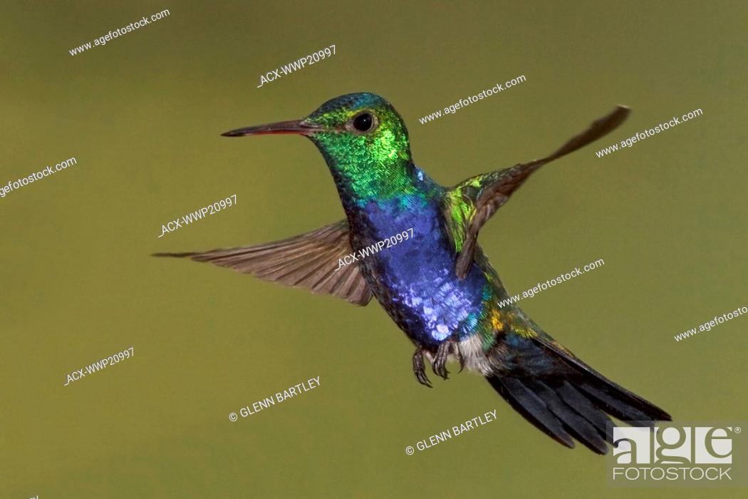 Stock Photo: Violet-bellied Hummingbird Damophila julie feeding at a flower while flying at Bueneventura Lodge in southwest Ecuador.