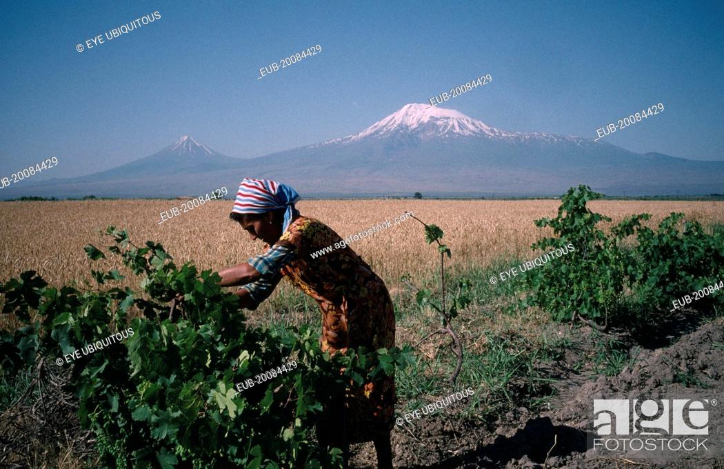 Photo de stock: Woman working in vineyard with field of corn beyond and Mount Ararat in the distance.