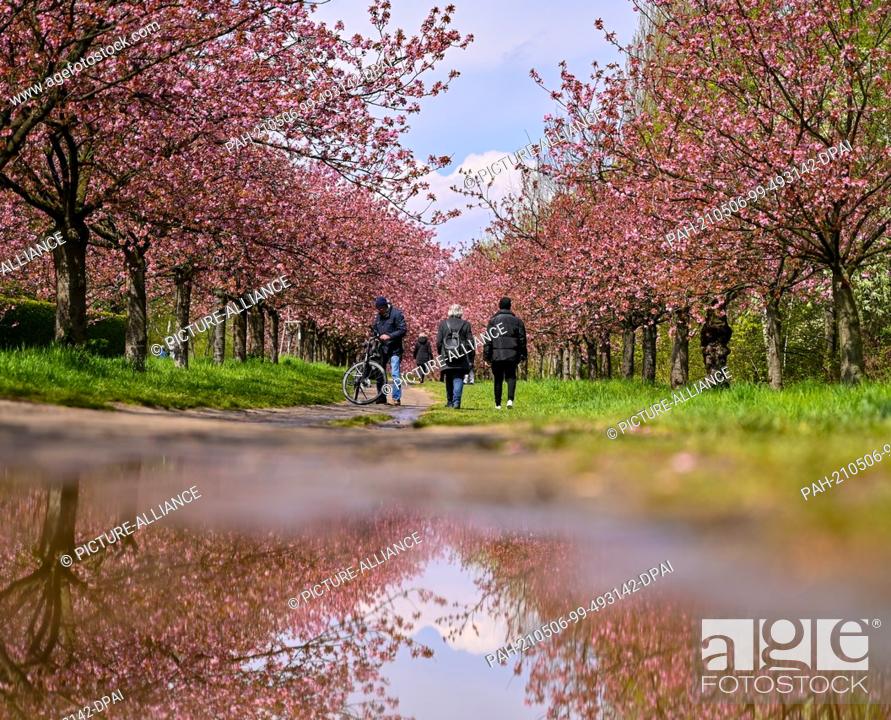Stock Photo: 06 May 2021, Brandenburg, Teltow: Passers-by walk along the Japanese TV Asahi cherry blossom avenue on the former Wall strip on the state border between.