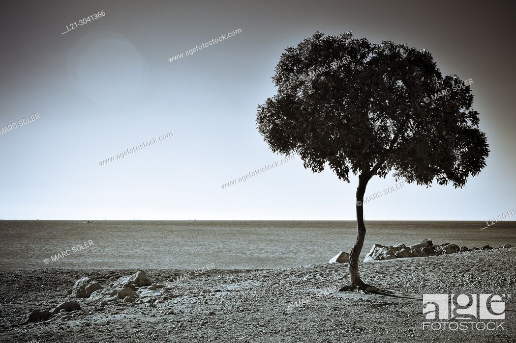 Stock Photo: Lonely tree by the coast. Catalonia, Spain.
