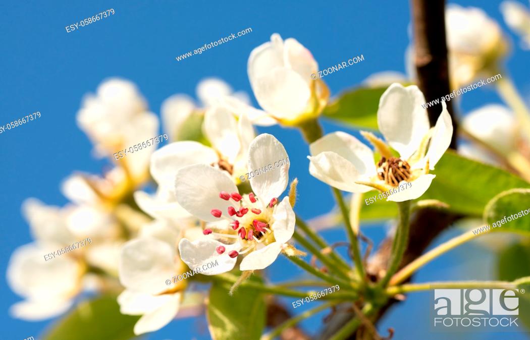 Stock Photo: Common pear (Pyrus domestica), blossoms of springtime.
