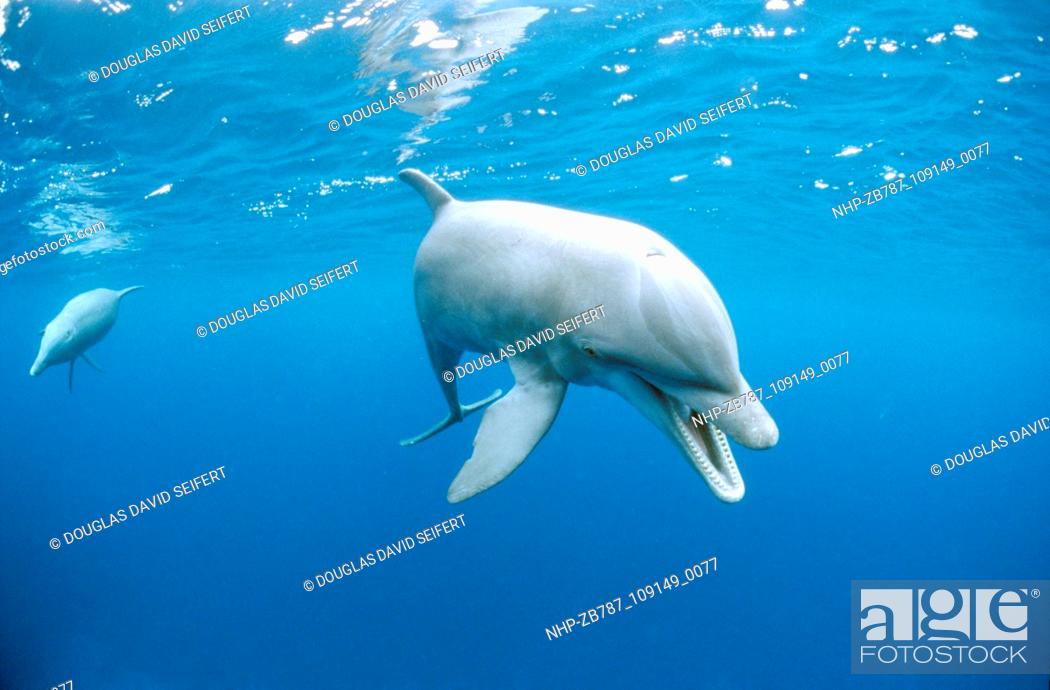 Stock Photo: Dolphin vocalizing  Date: 17/08/2004  Ref: ZB787-109149-0077  COMPULSORY CREDIT: Oceans Image/Photoshot.