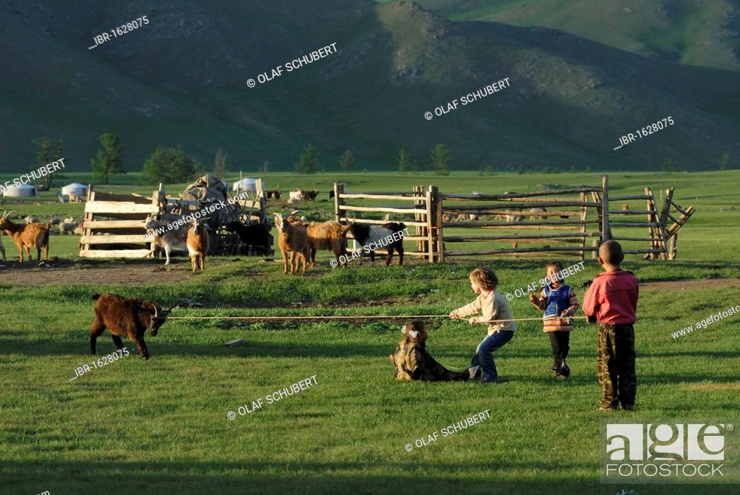 Stock Photo: Small Mongolian children, 3, 5, and 7 years and a 4-year-old European child playing tug of war with a Mongolian goat in front of a wooden animal enclosure and.