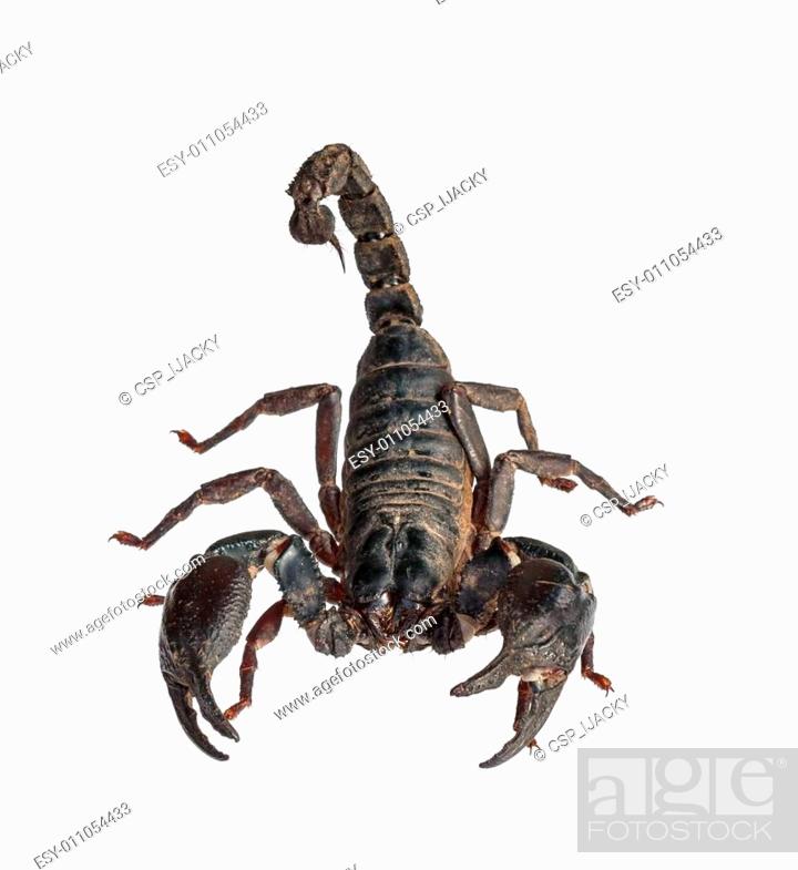 scorpion Large Heterometrus laoticus
