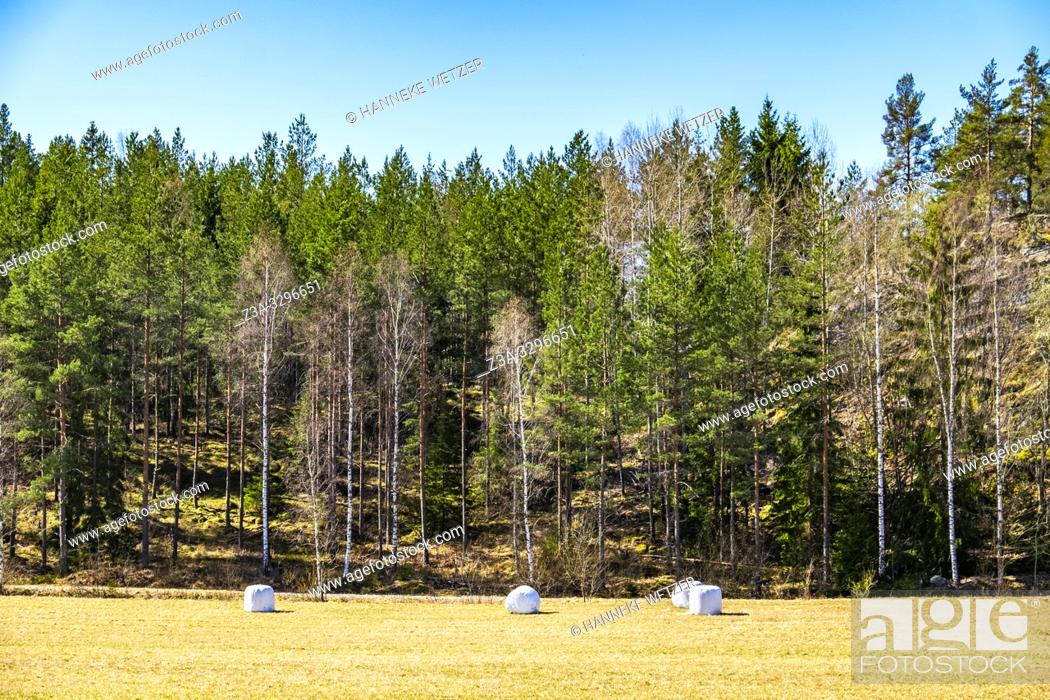 Stock Photo: Hay bales on a field in Sweden.
