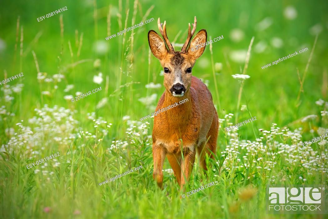 Stock Photo: Young roe deer, capreolus capreolus, buck walking towards camera surrounded by white flowers in summer. Wildlife scenery with wild animal approaching warily.