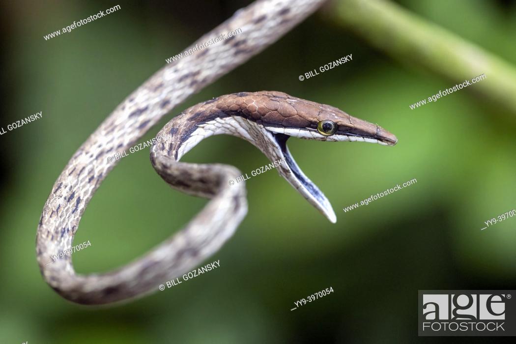 Photo de stock: Brown Vine Snake (Oxybelis aeneus) opening mouth in threat display to intimidate a predator - La Laguna del Lagarto Eco-Lodge, Boca Tapada, Costa Rica.