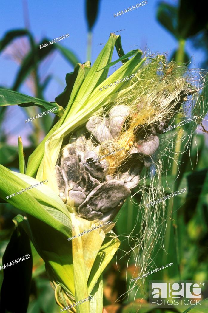 Stock Photo: Corn Smut (Ustilago zeae) Parasitic Basiomycete Fungus Bucks Co. - PA.