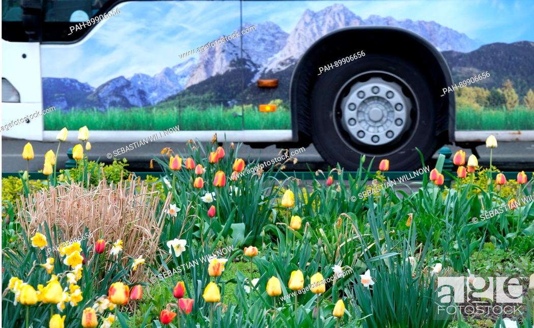 Stock Photo: Tulips bloom at a street crossing in the district of Gesundbrunnen while in the background a bus with the depiction of an alpine panorama passes by in Berlin.