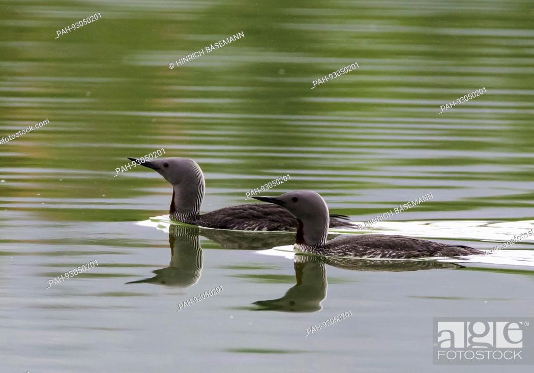 Stock Photo: Red-Throated Divers pair, july 2017 | usage worldwide. - Tromsö/Norway.