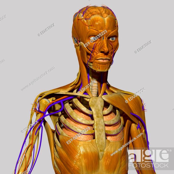 Anatomy is the branch of biology concerned with the study of the structure  of organisms and their..., Stock Photo, Picture And Low Budget Royalty Free  Image. Pic. ESY-033335223 | agefotostock