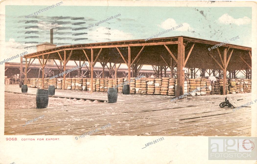 Imagen: Cotton for Export, South. Detroit Publishing Company postcards 9000 Series. Date Issued: 1898 - 1931 Place: Detroit Publisher: Detroit Publishing Company.