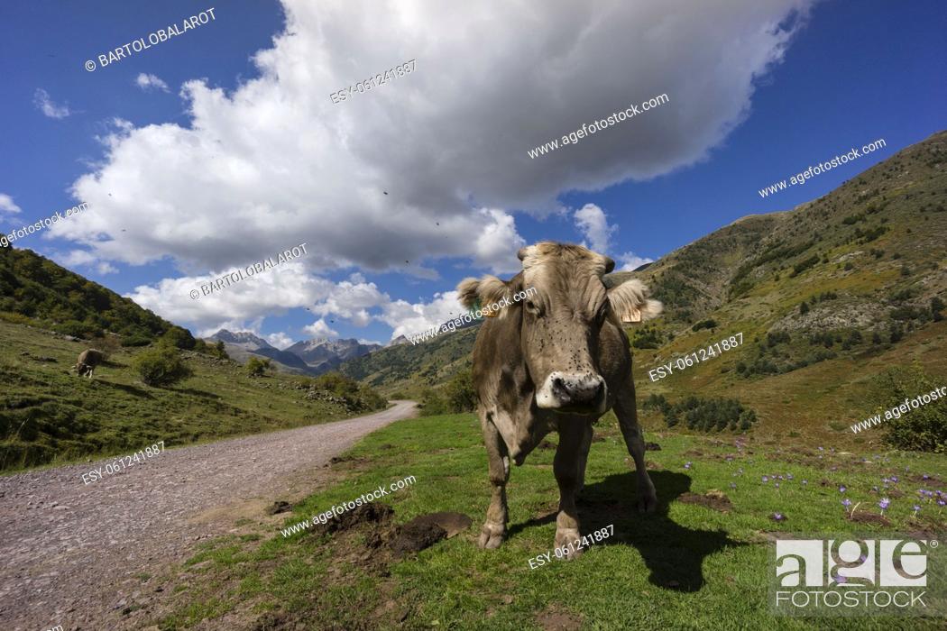 Stock Photo: cow next to the track, Guarrinza valley, Aragonese Pyrenees, Huesca, Spain.