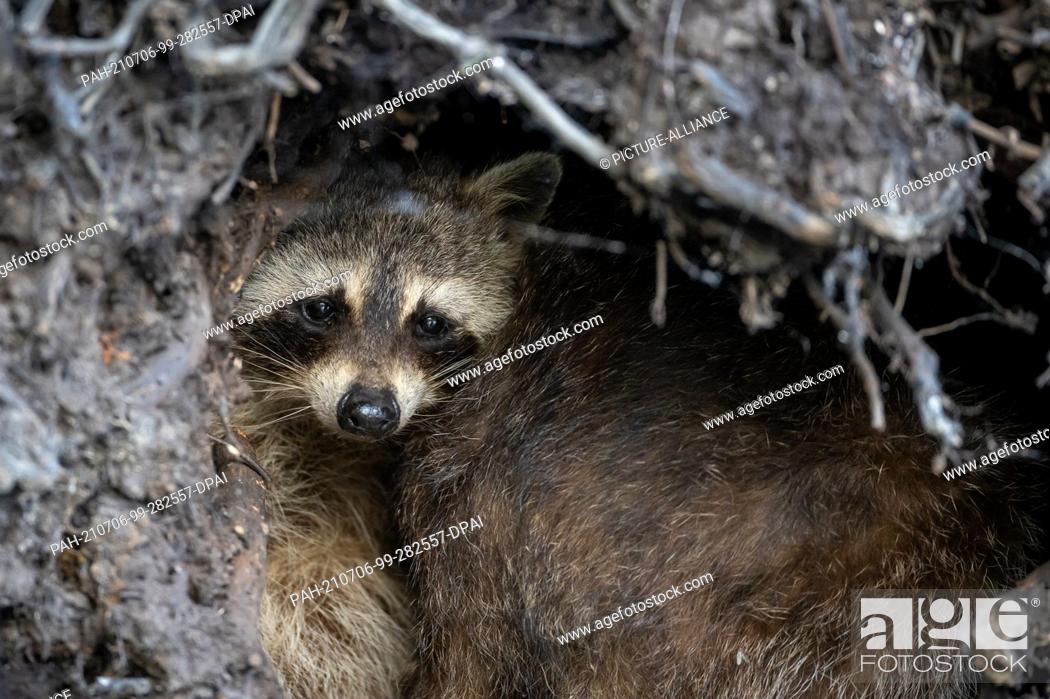 Stock Photo: 02 July 2021, Brandenburg, Brehmsdorf: A raccoon looks out of its sleeping den on the shore of the Großer Treppelsee. Originally brought to Europe from North.