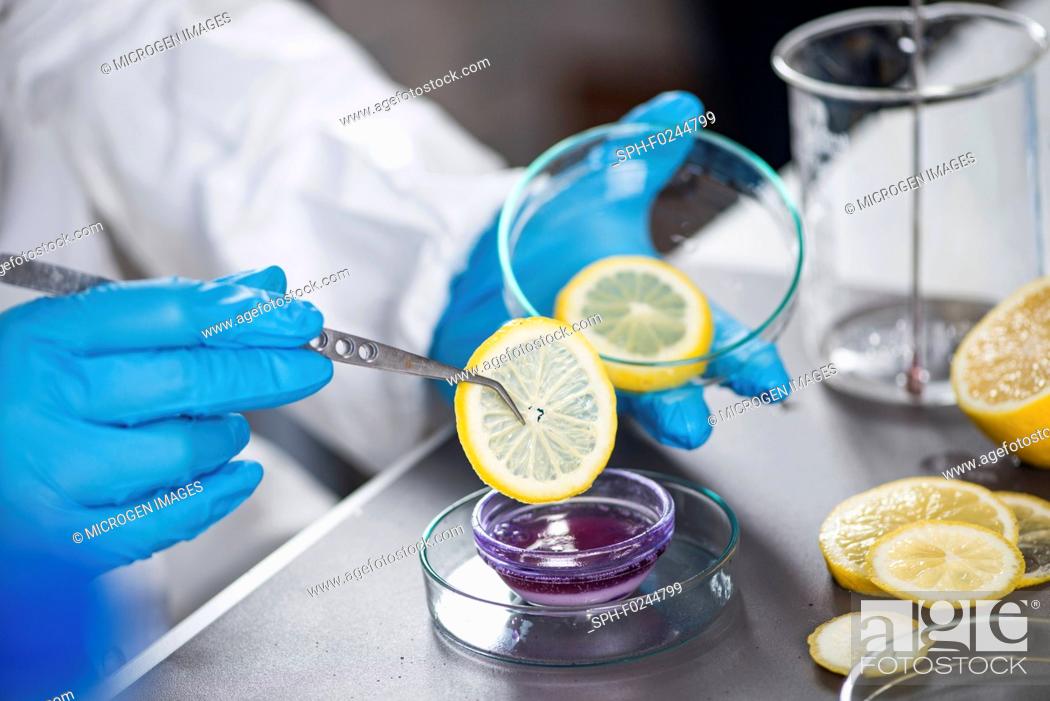 Stock Photo: Food safety inspector testing fruit.